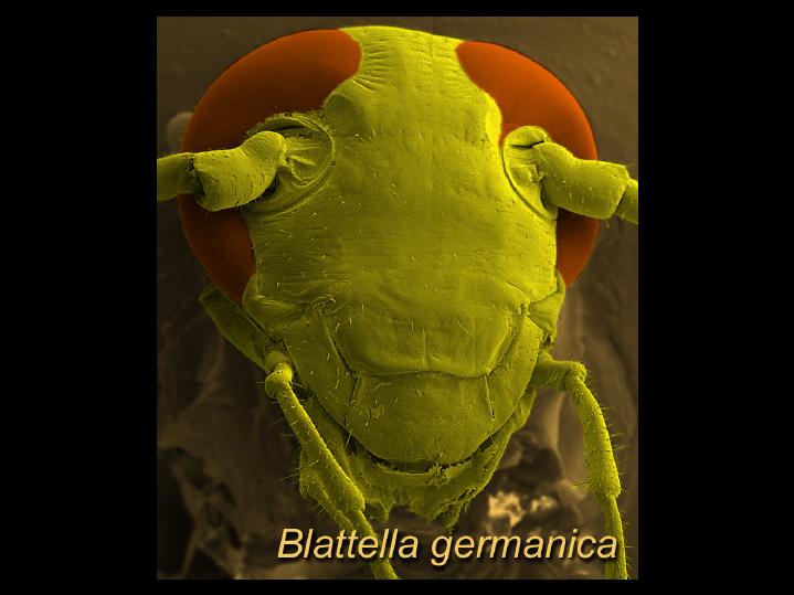 blatte.jpg